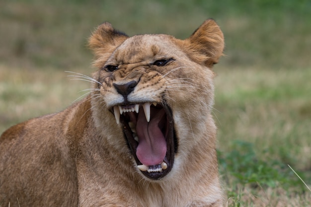 Tiger Brullt In Einem Dschungel Kostenlose Foto