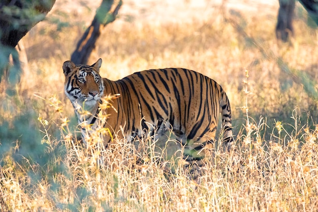 Tiger In Der Tierwelt Indien Premium Foto