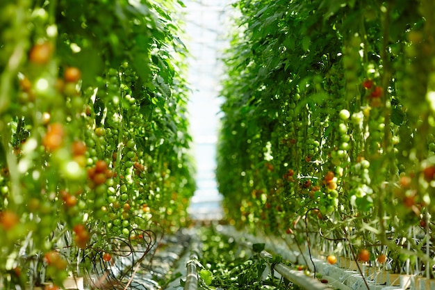 Tomaten reifen Kostenlose Fotos