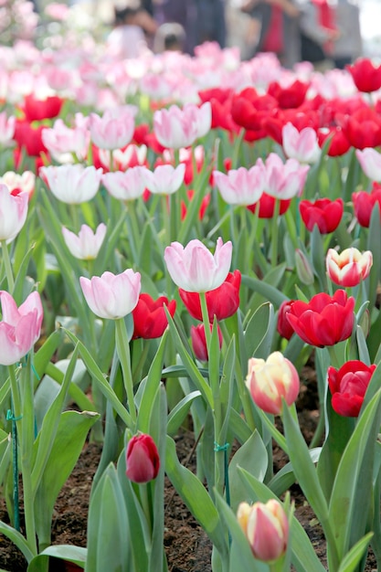 Tulpen im garten. PremiumFoto