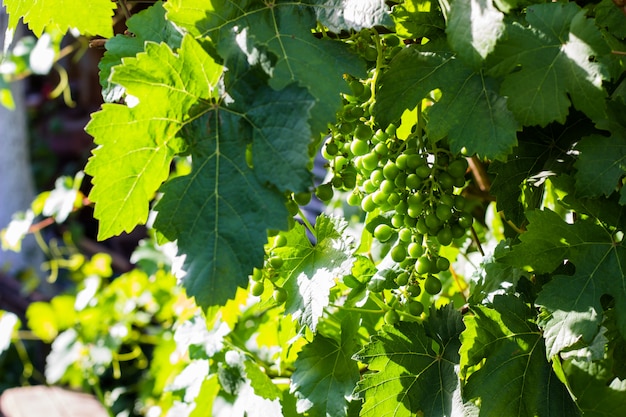 Unausgereiftes bündel der runden grünen traubennahaufnahme. frische grüne weinreben mit unreifen trauben Premium Fotos