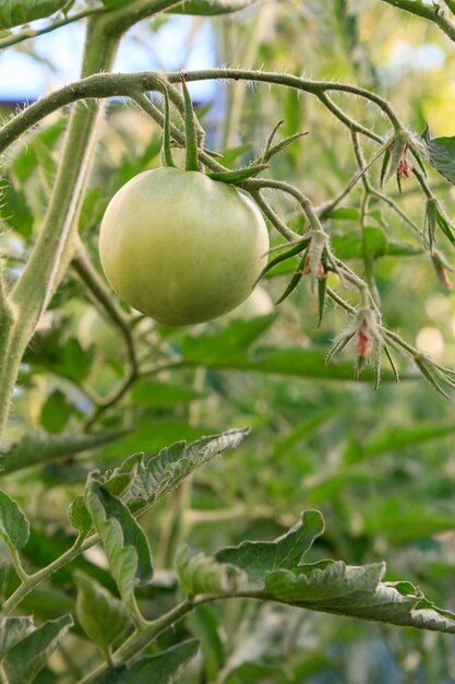 Unreife grüne tomaten wachsen auf busch im garten. anbau von tomaten in