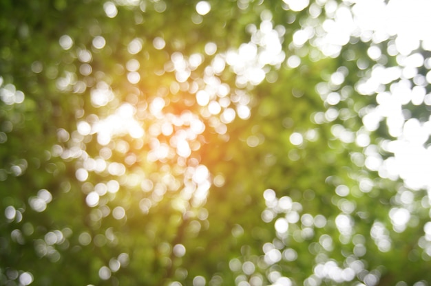 Verschwommene Schone Natur Hintergrund Verschwommen Von Blatt Bokeh Wald Fur Den Hintergrund Premium Foto