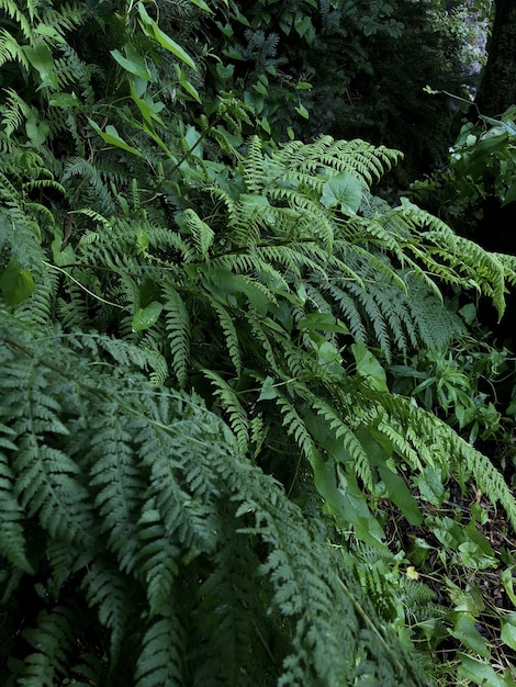 Vertikale aufnahme von grünen pflanzen, die im wald wachsen