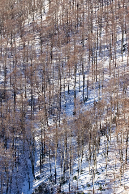 Kostenlos Foto Vertikaler Hochwinkelschuss Der Hohen Kahlen Baume Der Medvednica In Zagreb Kroatien Im Winter