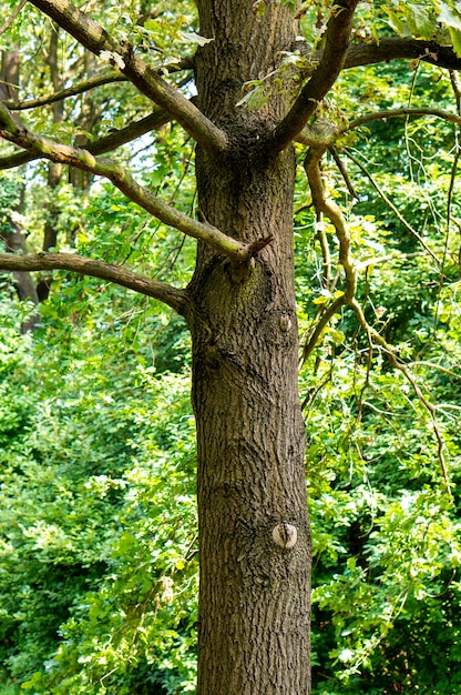 Vertikaler Schuss Eines Alten Baumes Mit Vielen Zweigen Im Wald Kostenlose Foto