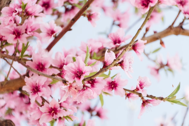 Verzweigen Sie Sich Mit Schonen Blumen Auf Baum Kostenlose Foto