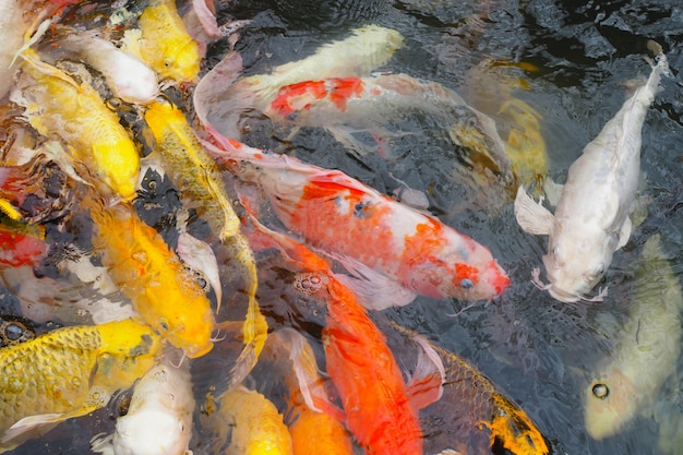 57+ Wie Viele Koi Im Teich, Dann kann man als faustformel von 1 bis 3