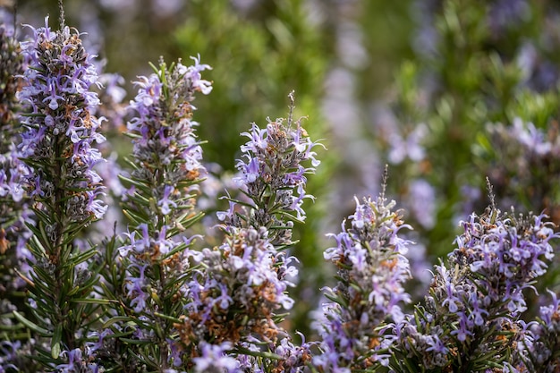 Viele Rosmarinbluten Hautnah Ein Duftendes Bluhendes Feld Medizinische Eigenschaften Von Pflanzen Premium Foto