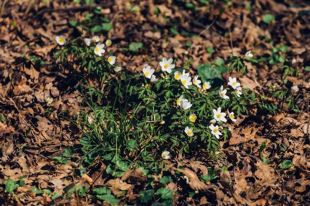 Kostenlose Foto Viele Schone Fruhlingsblumen In Der Natur Im Park Maksimir