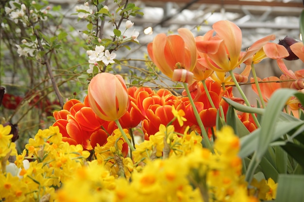 Viele Schone Rote Und Gelbe Tulpen Und Narzissenbluten Kostenlose Foto