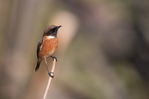 Vogel auf dem ast während des tages | Premium-Foto