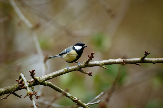 Vogel auf einem ast | Kostenlose Foto