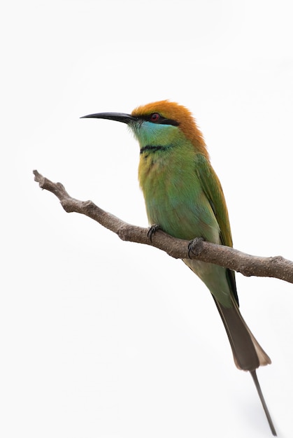 Vogel auf einem ast | Premium-Foto