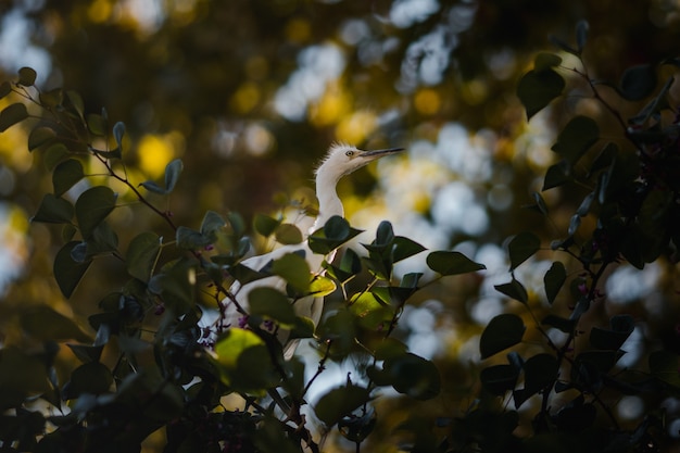 Vogel auf einem ast | Kostenlose Foto