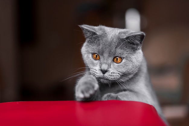 Vorderansicht Der Grauen Britisch Kurzhaar Katze