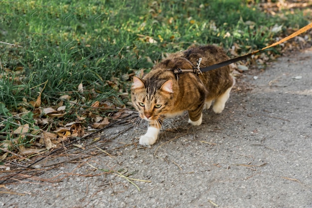 Vorderansicht der netten tabbykatze mit kragen gehend auf straße Kostenlose Fotos