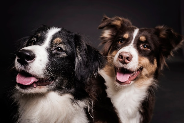 Vorderansicht Susse Hunde Premium Foto