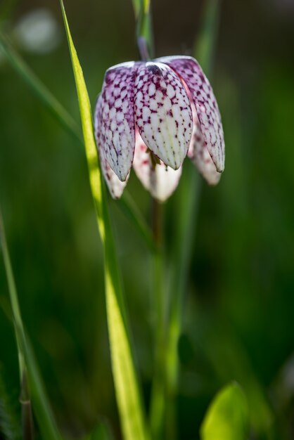 Vorfrühlingsschachblume in der flutwiese. schlangenkopf-fritillary (fritillaria meleagris) Premium Fotos