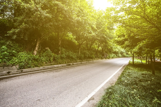 Wald mit fahrbahn Kostenlose Fotos
