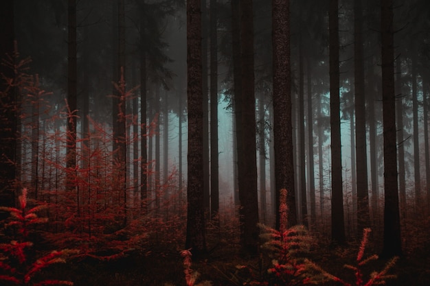 Wald Von Hohen Baumen Im Herbst Kostenlose Foto