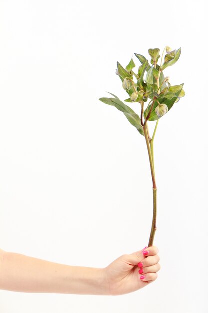 Weibliche Hand Halt Einzelnen Zweig Der Grunen Nieswurzblume Auf Weisser Wand Premium Foto