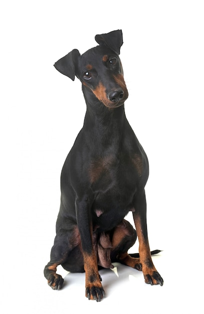 Weiblicher Manchester Terrier Premium Foto