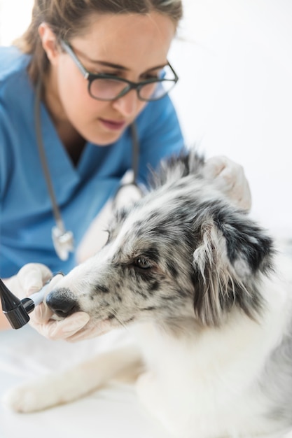 Weiblicher tierarzt, der den hund in der klinik überprüft Kostenlose Foto