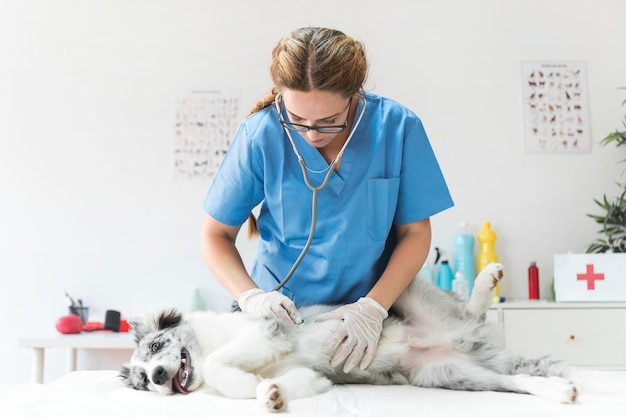 Weiblicher tierarzt, der einen hund mit einem stethoskop in der klinik