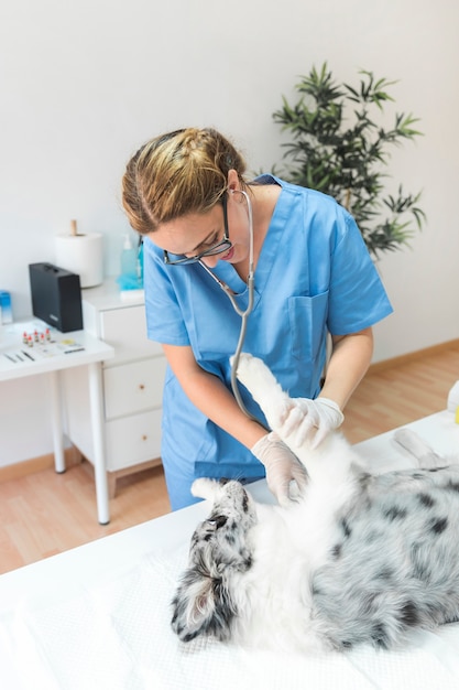 Weiblicher tierarzt, der hund mit stethoskop in der klinik überprüft