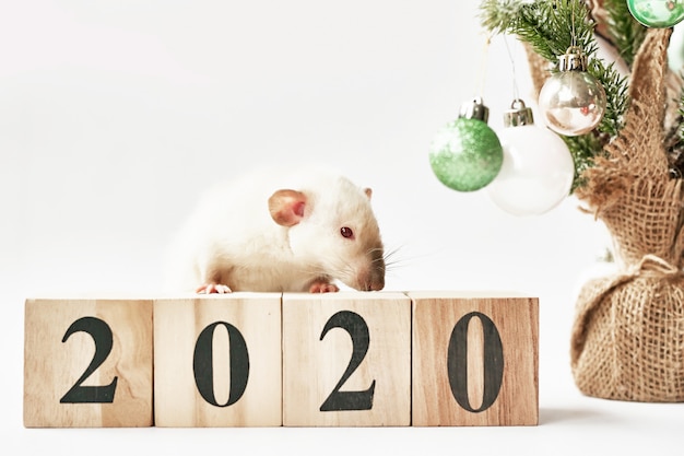 Weihnachtsratte symbol des neuen jahres 2020. jahr der ratte. chinesisches neujahr 2020. weihnachten spielzeug, bokeh. ratte auf dem hintergrund von weihnachtsdekorationen. neues jahr der weihnachtsgrußkarten-schablone Premium Fotos