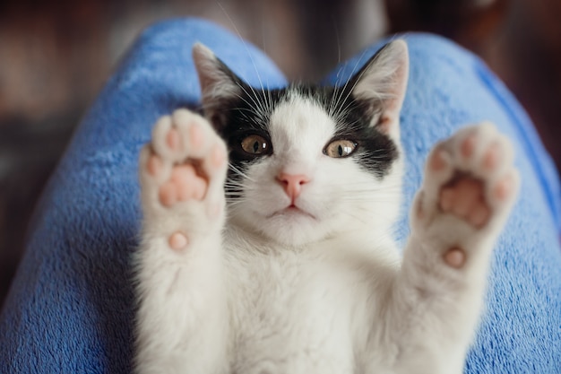 Weiße katze liegt auf den knien der frau Kostenlose Fotos