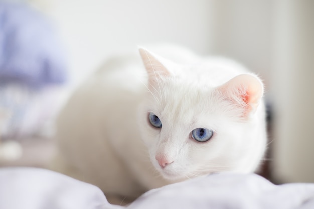 Weisse Katze Mit Blauen Augen Mit Einem Intensiven Blick Premium Foto