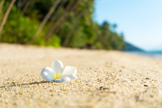 Weisse Tropische Frangipani Blume Auf Einem Verlassenen Strand Paradies Tropische Insel Direkt Am Meer Premium Foto