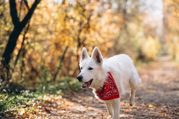 Weisser Hund — Rezepte Suchen