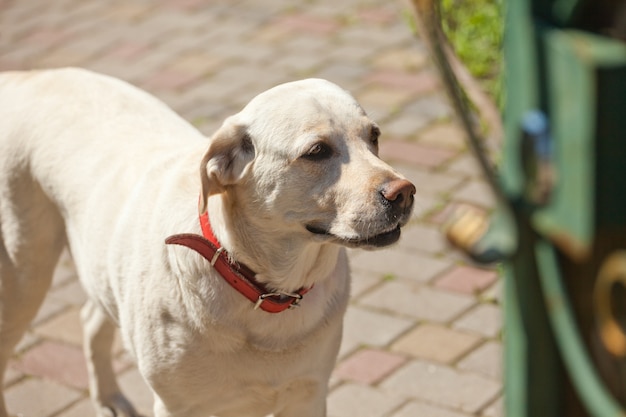 Weißer hund mit rotem kragen steht draußen | Kostenlose Foto