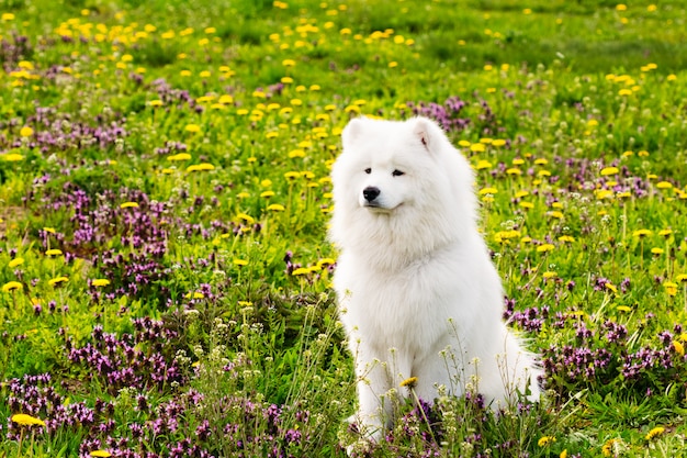 Weißer hund samoyed auf einem hintergrund des grünen grases PremiumFoto