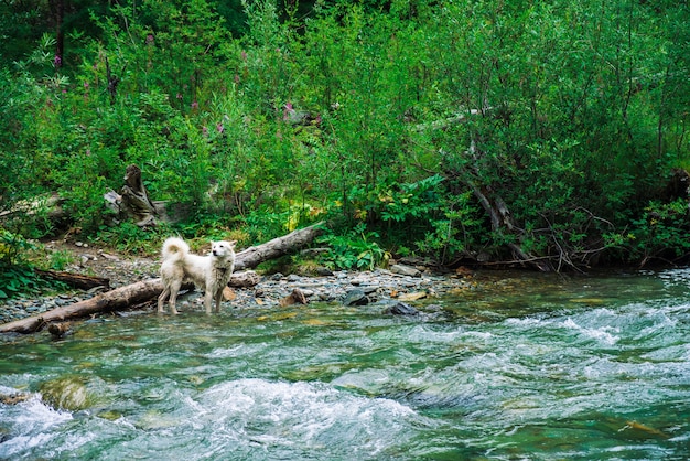 Weißer hund schwimmt gebirgsfluss auf hintergrund der reichen vegetation. der beste freund des menschen im wasser. schneller strom im gebirgsbach. nasses tier auf natur. erstaunliche landschaft mit haustier. Premium Fotos