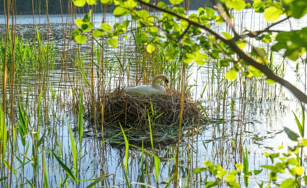 Weißer schwan im nest Premium Fotos