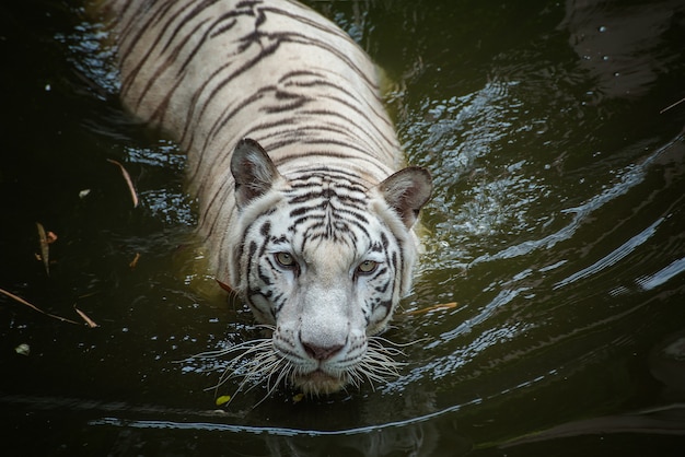 Weisser Tiger Schwimmt Premium Foto