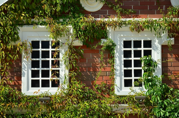 Weisses Fenster Auf Gruner Wand Mit Kletterpflanze Naturliche Grune Blattgras Abdeckwand Premium Foto