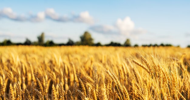Weizenfeld-ohren-goldener weizen-abschluss. tapete. Premium Fotos