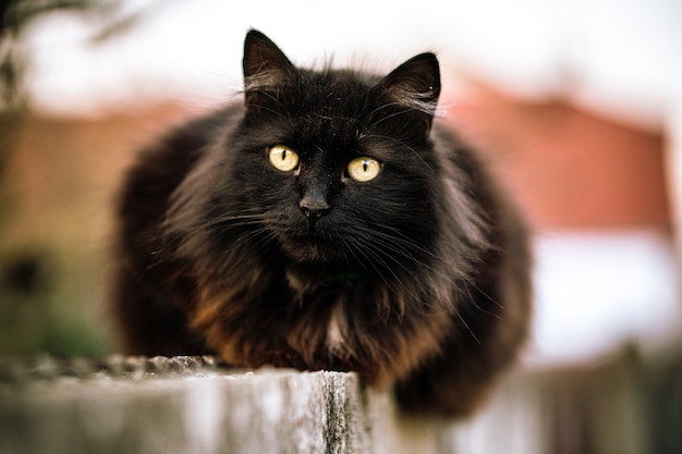 Wilde Schwarze Katze Mit Grunen Augen Und Unscharfem Hintergrund Kostenlose Foto