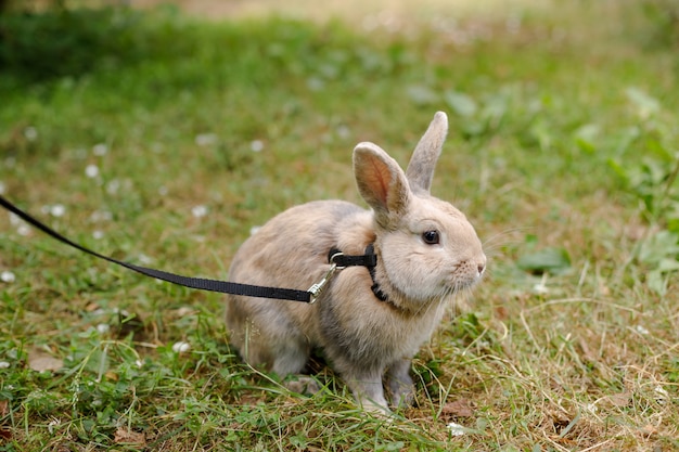 Wildes Kaninchen In Einem Stadtischen Park Rotes Kaninchen Auf Grunem Gras Dekoratives Hauptkaninchen Draussen Kleiner Hase Kaninchen Mit Offenem Mund Gahnt Osterhase Osterhase Auf Der Wiese Premium Foto