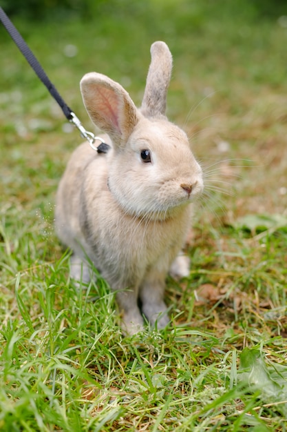 Wildes Kaninchen In Einem Stadtischen Park Rotes Kaninchen Auf Grunem Gras Dekoratives Hauptkaninchen Draussen Kleiner Hase Kaninchen Mit Offenem Mund Gahnt Osterhase Osterhase Auf Der Wiese Premium Foto