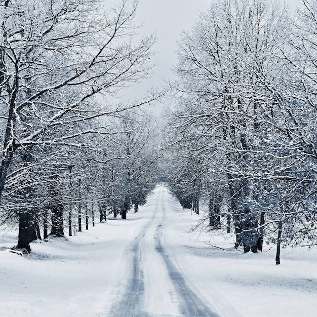 Winterlandschaft - frostige Bäume im Wald. Natur mit Schnee bedeckt