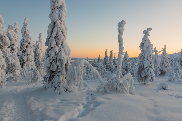 Winterlandschaft mit schnee bedeckte bäume im winterwald. Premium Fotos