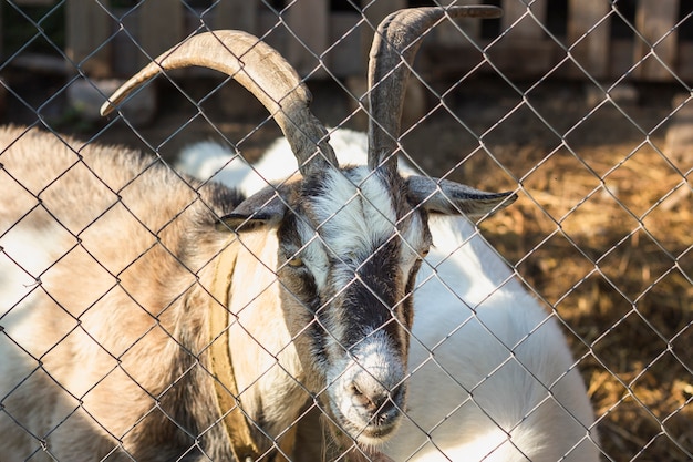Ziege mit den hörnern, die durch zaun schauen Kostenlose Fotos