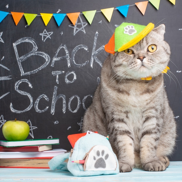 Zuruck In Der Schule Eine Katze In Einer Mutze Und Mit Einem Rucksack Auf Dem Hintergrund Der Tafel Und Des Schulzubehors Premium Foto