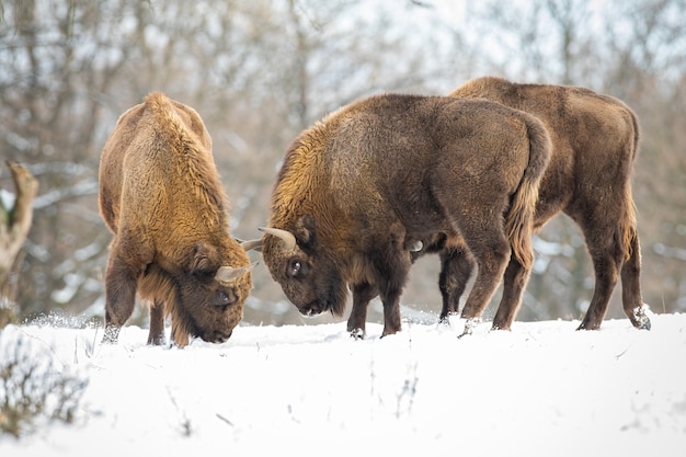 Zwei Europaische Bisons Bison Bonasus Kampfen Auf Wiese Mit Wald Dahinter Im Winter Gehorntes Grosses Saugetier Das Gegeneinander Steht Wilde Riesige Tiere In Der Schlacht Im Verschneiten Wald Premium Foto